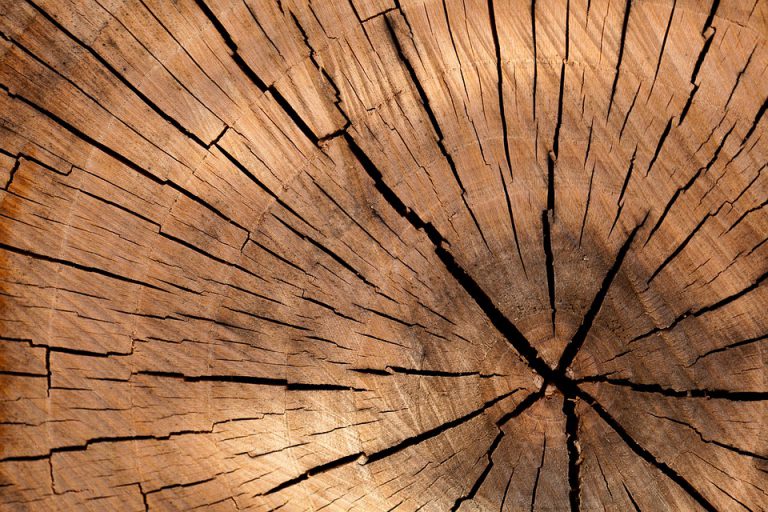 Wat moet je weten over houtrot? 