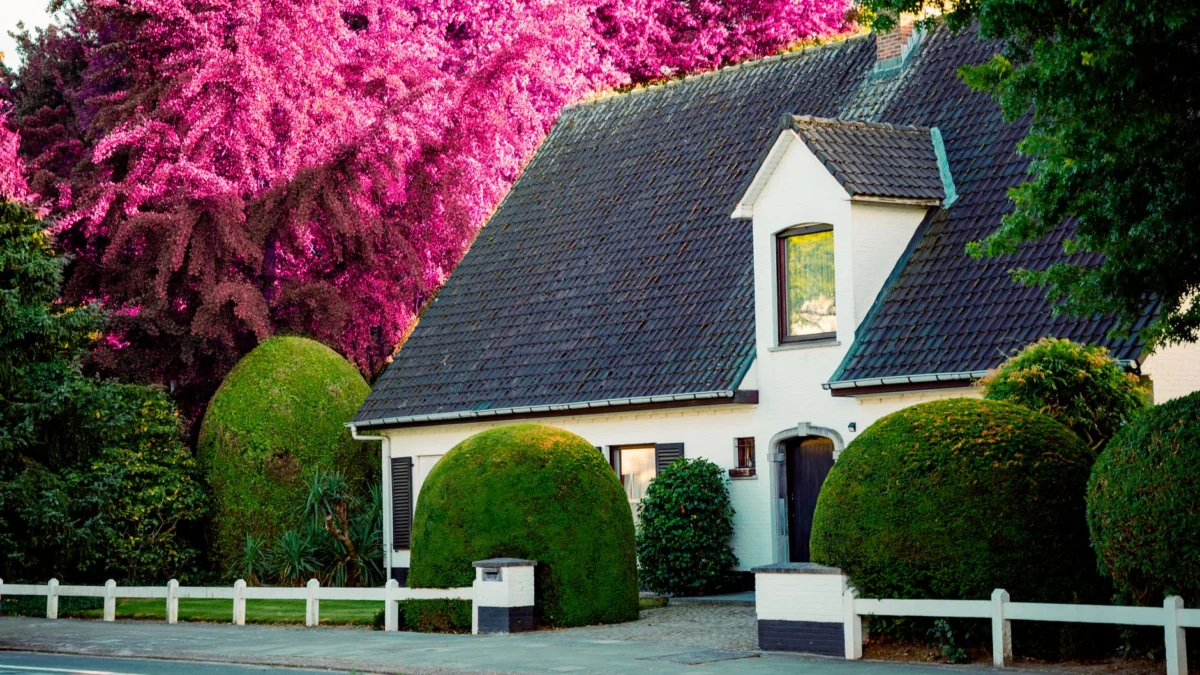 Mooie buitenwijk woning met weelderige tuin en opvallende roze bomen.