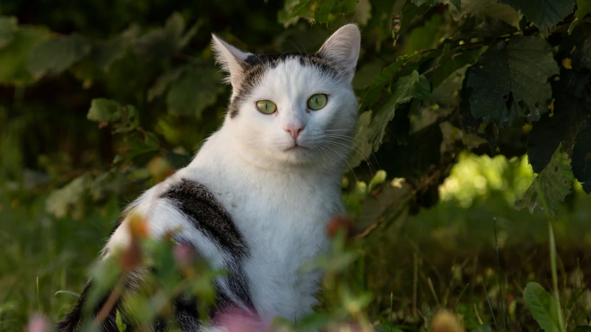 Een witte en zwarte huiskat die tussen weelderig groen loof zit en een nieuwsgierige uitdrukking toont.