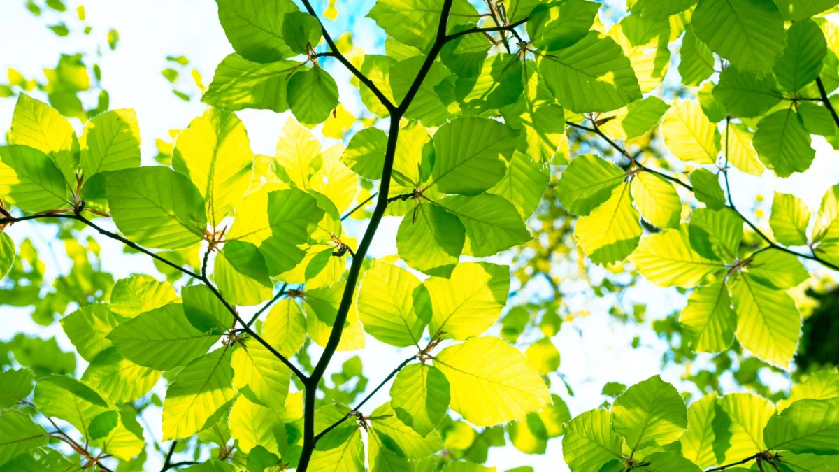 Fel groene boombladeren tegen een zonnige lucht, die de levendigheid van de natuur vastlegt.