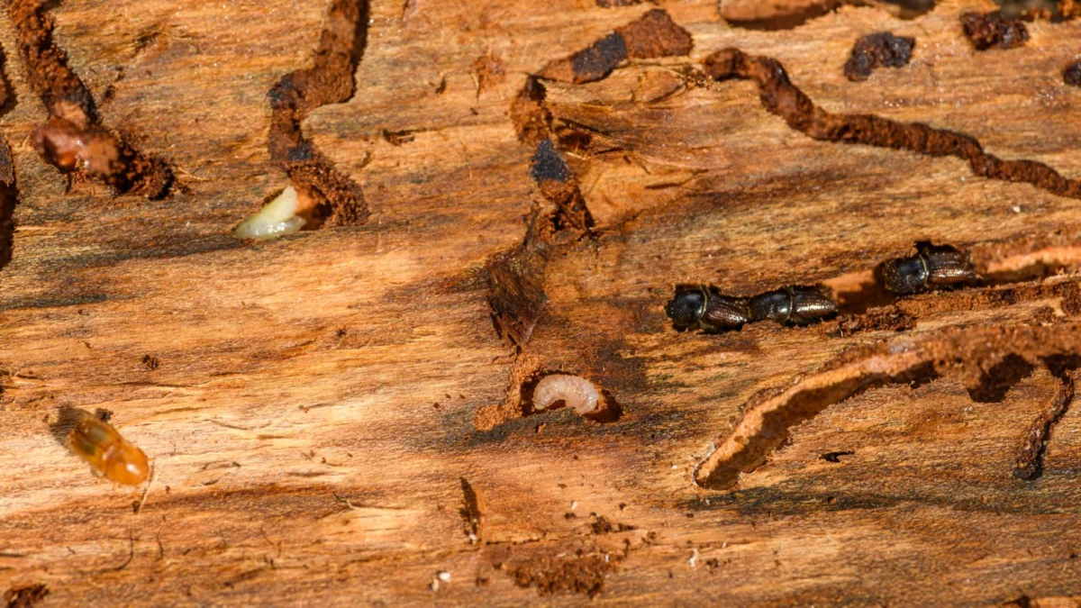 Gedetailleerde macro-opname van kevers en larven op hout, die de complexiteit van de natuur toont.