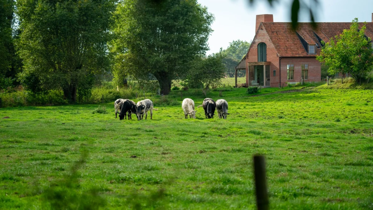 Rustige platteland boerderij met vee dat in een weelderig groen veld graast tijdens de zomer.